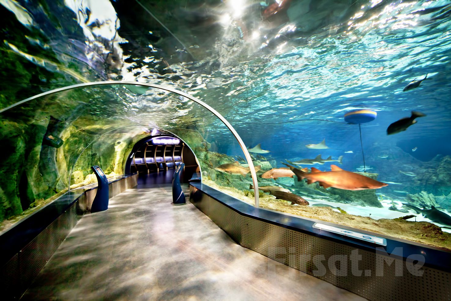 İstanbul Akvaryum Turu